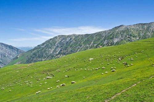 Kashmir